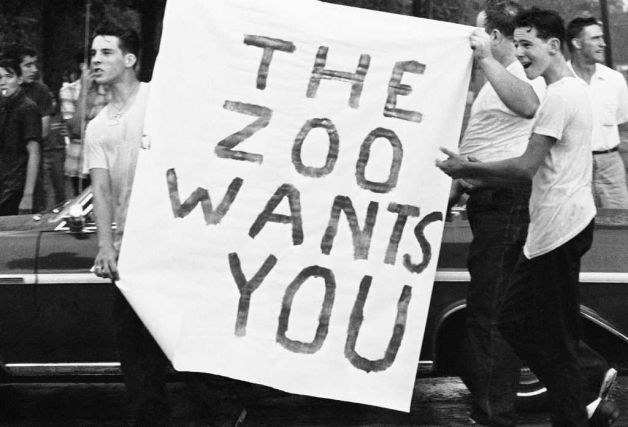 Racist youths carry placard "The Zoo Wants You" - photo AP/Larry Stoddard